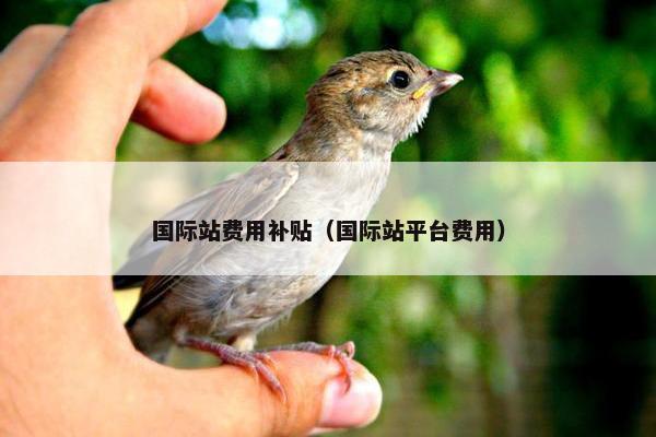 国际站费用补贴（国际站平台费用）