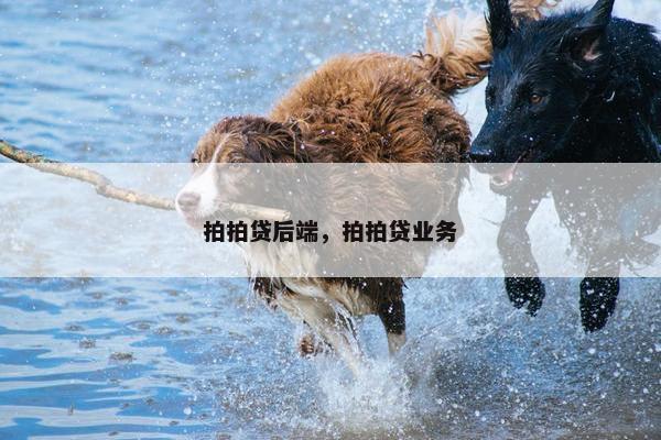 拍拍贷后端，拍拍贷业务