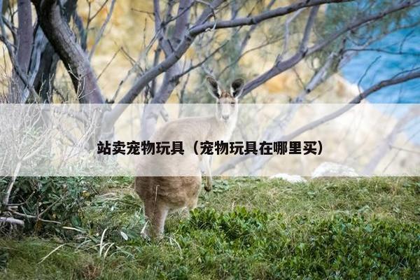 站卖宠物玩具（宠物玩具在哪里买）