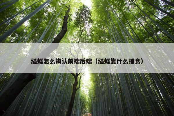缢蛏怎么辨认前端后端（缢蛏靠什么捕食）