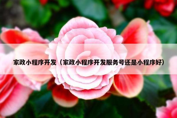 家政小程序开发（家政小程序开发服务号还是小程序好）